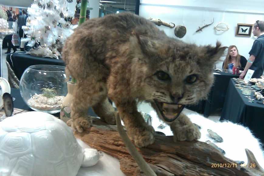 Stuffed cat