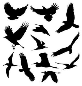 Birds