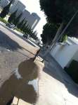 Water from Beverly Hilton driveway